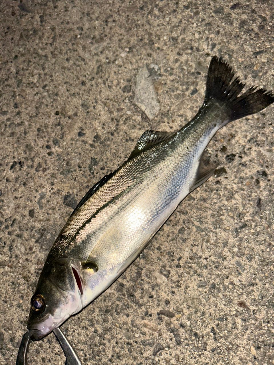 SHIMANO 19ソアレ BB アジング S64UL-Sの最安値・インプレ・釣果