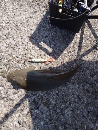 シタビラメの釣果