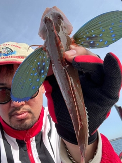 ホウボウの釣果