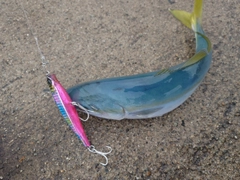 コズクラの釣果