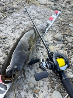 ナマズの釣果