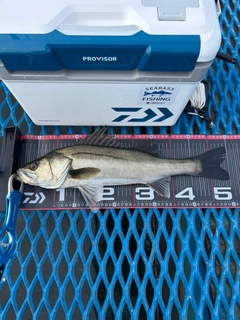 フッコ（マルスズキ）の釣果