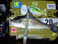 シーバスの釣果