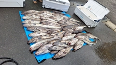 マダラの釣果