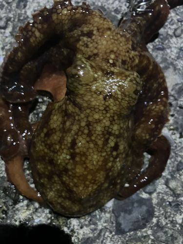 タコの釣果