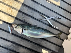サバの釣果