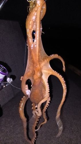 テナガダコの釣果