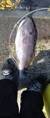 ウスバハギの釣果