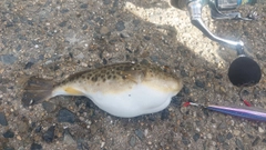 フグの釣果