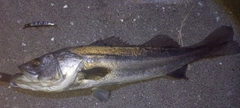 マルスズキの釣果