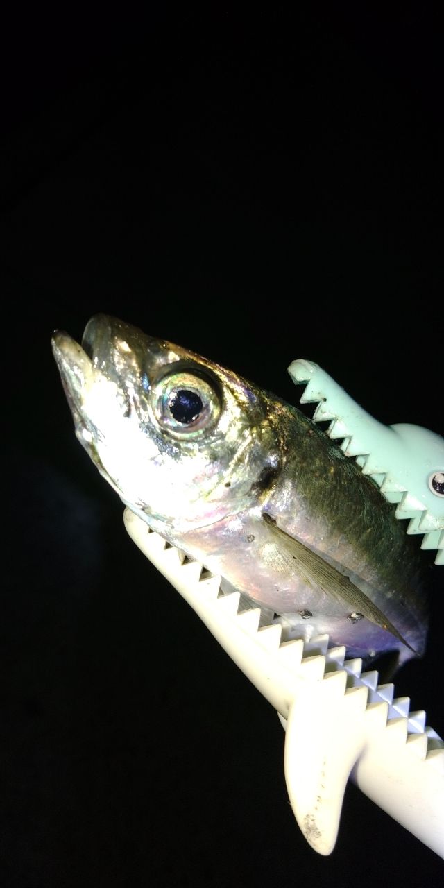 MajorCraft 23鯵道 1G-class AD1-S622Lの最安値・インプレ・釣果