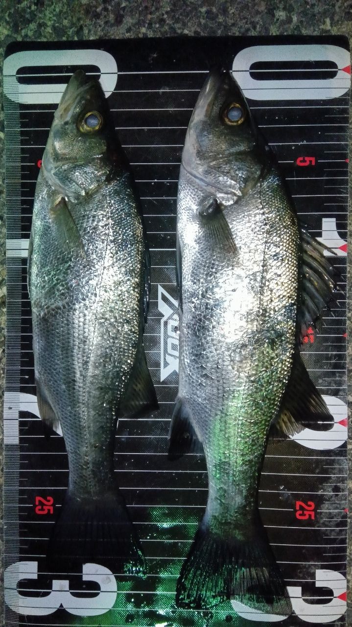 MajorCraft 鯵道 5G AD5-S622L/AJIの最安値・インプレ・釣果 | 本音の