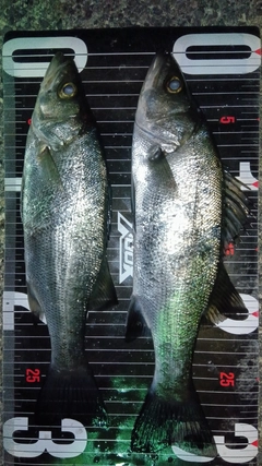 セイゴ（ヒラスズキ）の釣果