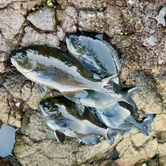 クロメジナの釣果