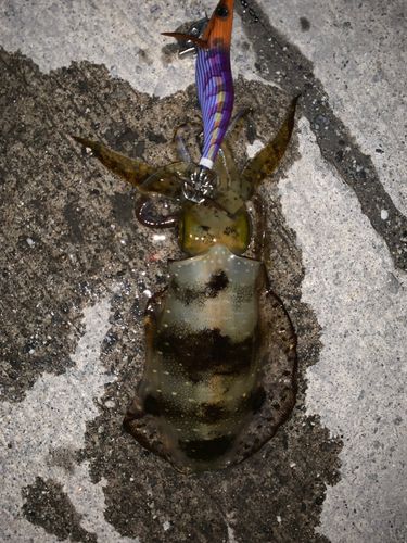 イイダコの釣果