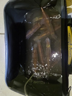 ササイカの釣果