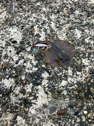 アカエイの釣果