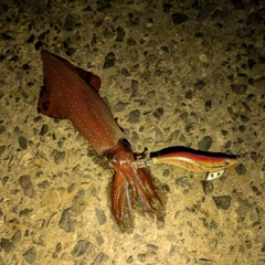 ヤリイカの釣果
