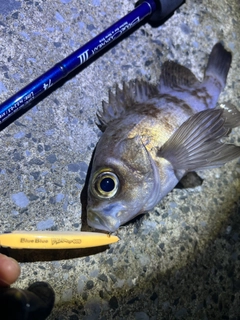シロメバルの釣果