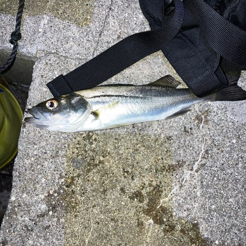 セイゴ（マルスズキ）の釣果