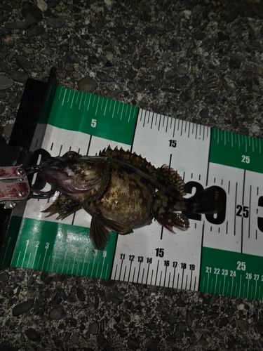 カサゴの釣果