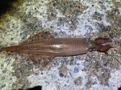 ヤリイカの釣果