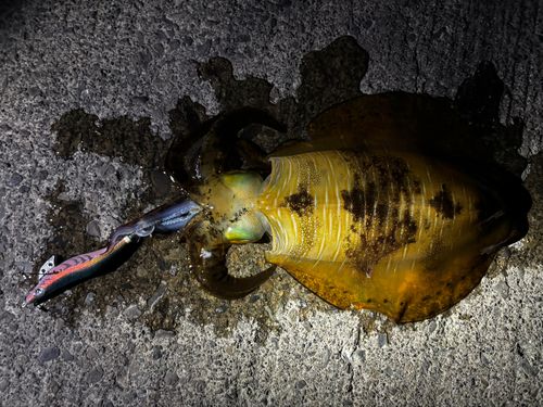 アオリイカの釣果