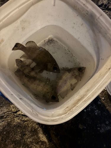 メバルの釣果
