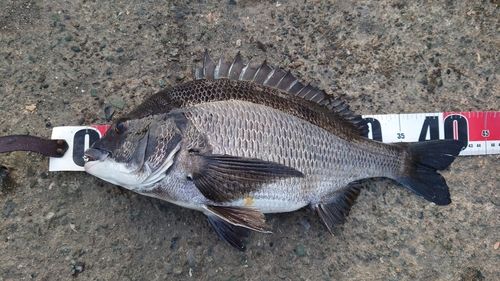 チヌの釣果