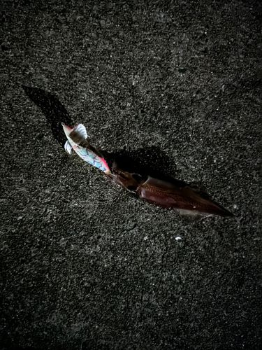 ヤリイカの釣果