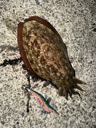 モンゴウイカの釣果