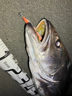 オオニベの釣果