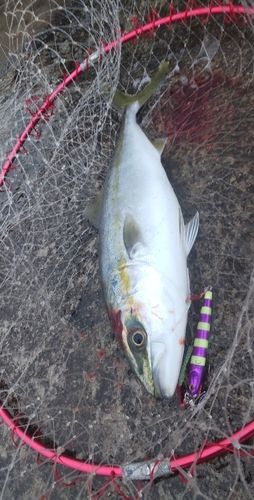 釣果