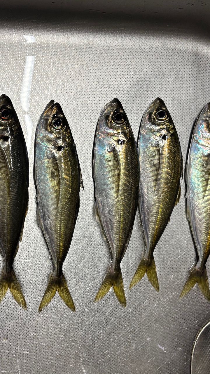 MajorCraft 鯵道 5G AD5-S682L/AJIの最安値・インプレ・釣果 | 本音の