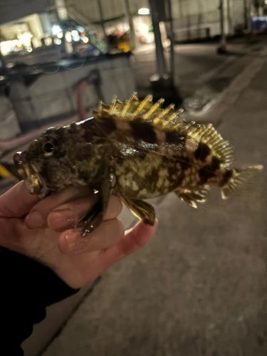 カサゴの釣果