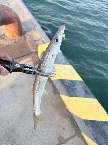 カマスの釣果