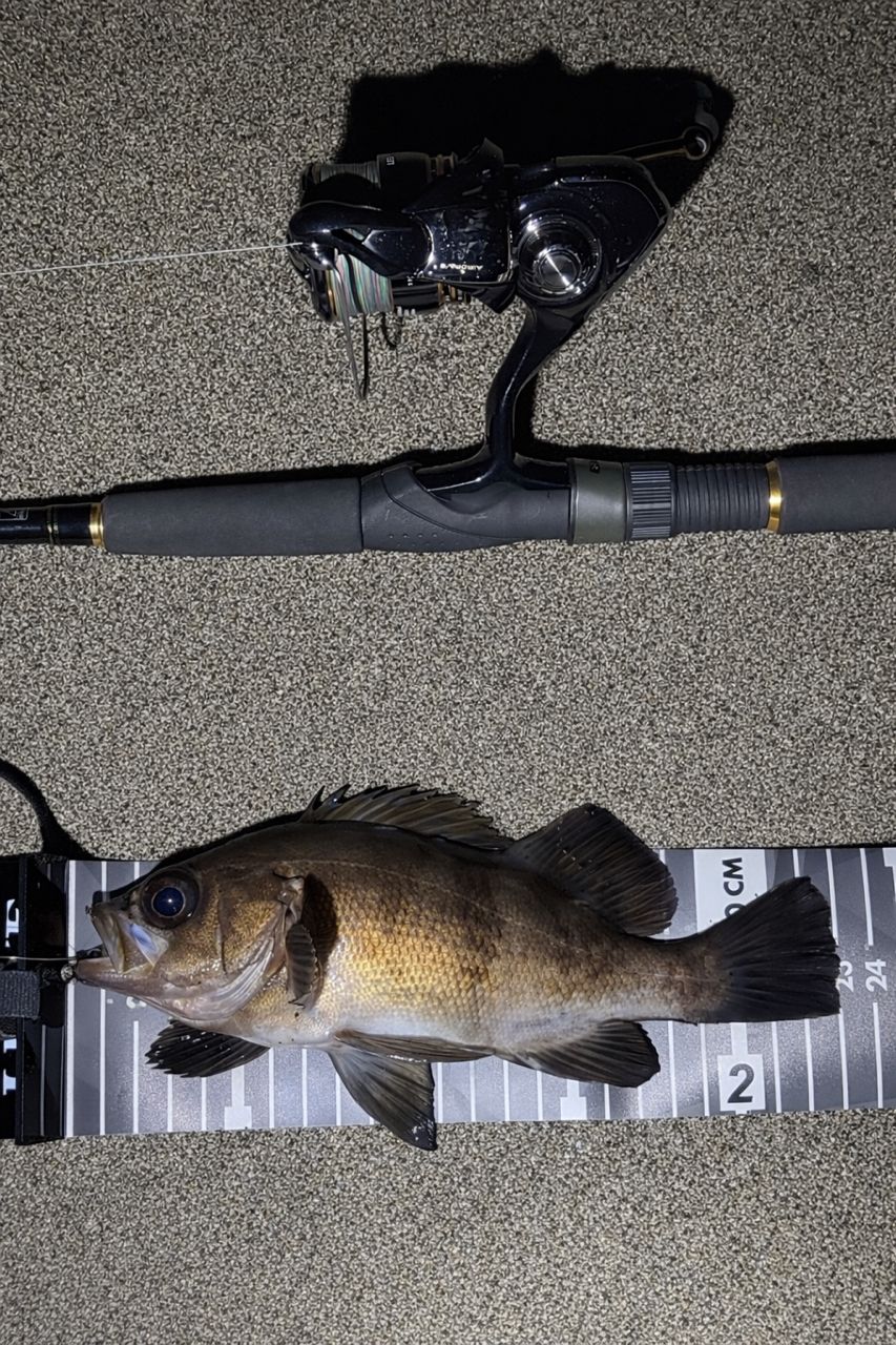 DAIWA 22ルアーニスト モバイル 86ML-4の最安値・インプレ・釣果