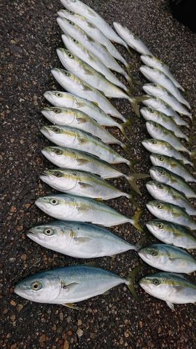コゾクラの釣果