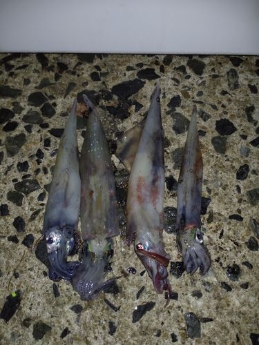 ササイカの釣果