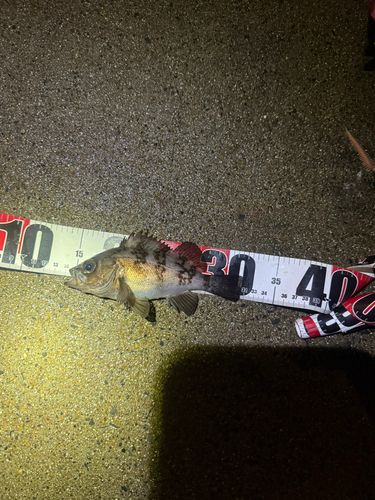 メバルの釣果