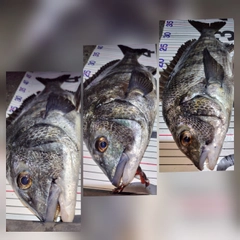 チヌの釣果