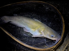 アメリカナマズの釣果