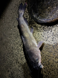 アメリカナマズの釣果