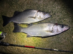 セイゴ（ヒラスズキ）の釣果