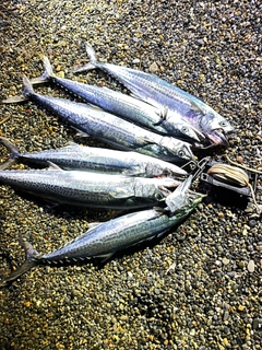 サゴシの釣果