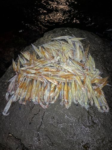 ササイカの釣果