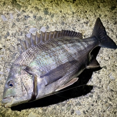 クロダイの釣果