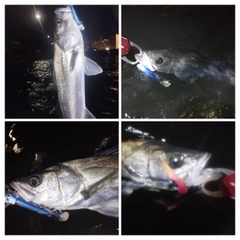 シーバスの釣果