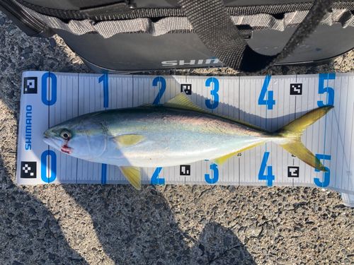 ヤズの釣果