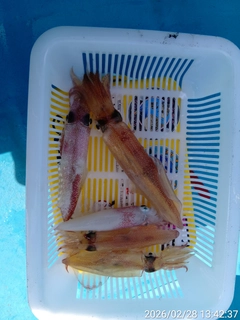マルイカの釣果